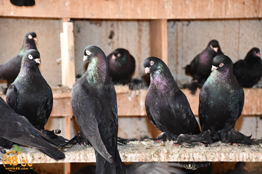 zohdi 3ashoor (11).jpeg